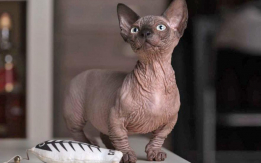 Most Popular Hairless Cat Breed
