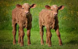 Muscular & Efficient Limousin[DEMO AD]
