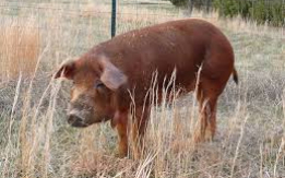 Muscular & Hardy Duroc Pigs! [DEMO AD]