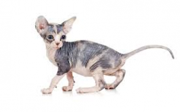 Cuddly Donskoy Kittens [DEMO AD]