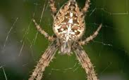 Nature’s Web Artist! [DEMO AD]