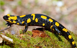 Our Fire Salamanders are Almost Ready!
