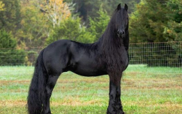 Own this Hanoverian Stallion Beauty!