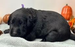 Pacific Labradors AKC puppies