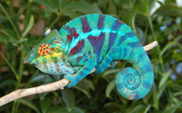 Panther Chameleons Are Awesome!