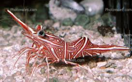 Peppermint Shrimp - Too Cute!