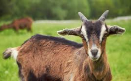 Perfect for Small Farms&Pets [DEMO AD]