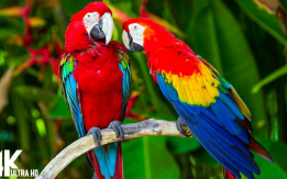 Perfect Parrots make Wonderful Friends