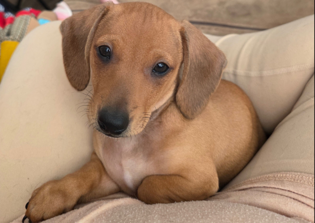Playful, and Cuddly Chiweenie Puppies