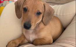 Playful, and Cuddly Chiweenie Puppies
