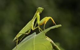 Cool Exotic Predators! [DEMO AD]