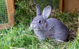 Rare & Beautiful Lilac Rabbit[DEMO AD]