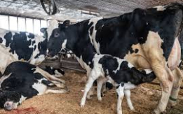 A Heritage Dairy Breed [DEMO AD]
