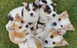 Rare & Lively Nordic Pups [DEMO AD]