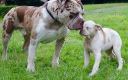 Rare, Loyal, and Protective {DEMO AD}
