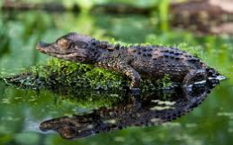 Smooth-Fronted Caiman [DEMO AD]