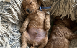 AKC Red Toy Poodles