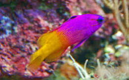 Royal Gramma - Vibrant Hardy Reef Fish