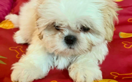 Shih Tzu puppies for sale!!