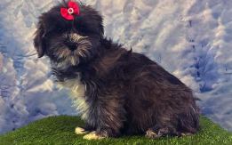 Shorkie Puppies