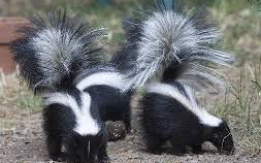 Skunks - Playful and Sweet [DEMO AD]