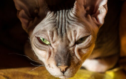 So Exotic - Hairless Donskoy [DEMO AD]