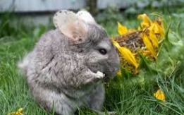 Soft & Playful Chinchillas [DEMO AD]