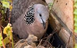 Beautiful & Gentle Dove! [DEMO AD]