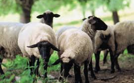 Fast-Growing Suffolk Sheep! [DEMO AD]