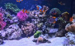 Stunning Live Coral – Vibrant Colors!