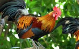 Stunning Long-Tailed Beauties[DEMO AD]