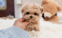 Sweet & Cuddly Maltipoos [DEMO AD]