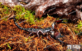 Tanzanian Red-clawed Scorpion