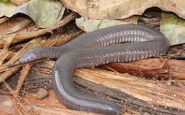 The Best Giant Mexican Caecilian!!