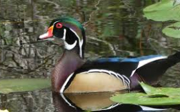 Jewel of any Waterfowls [DEMO AD]