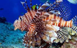 The Stunning Lionfish – Exotic Beauty!