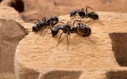 Thriving Ant Colonies [DEMO AD]
