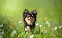 Tiny but Full of Personality [DEMO AD]