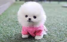Tiny, Fluffy, and So Cute [DEMO AD]
