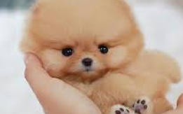 Tiny, Fluffy & Full of Fun! [DEMO AD]