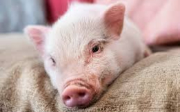 Top-Choice for Bacon&Breeding[DEMO AD]