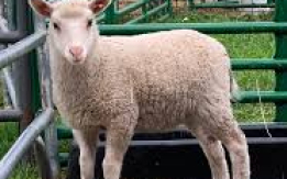 Top Choice for Wool &Breeding[DEMO AD]
