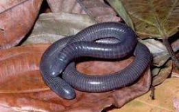 Top Choice Giant Mexican Caecilian