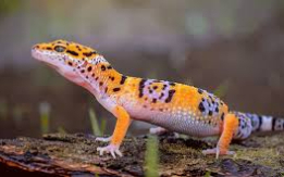 Afghan Leopard Gecko [DEMO AD]
