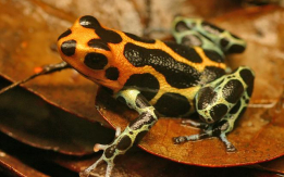 Unique Intermedius Poison Dart Frogs!