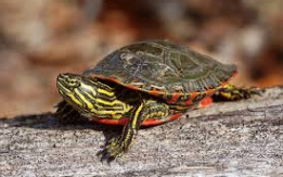 Lively Painted Turtles [DEMO AD]