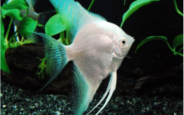 We have all kinds of Pretty Angelfish!