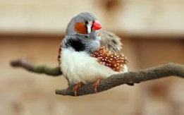 Zebra Finch – Playful  [DEMO AD]