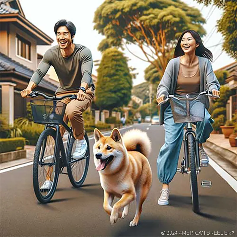 Foundation Stock Service Jindo Dog 30375