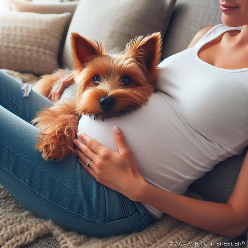 Terrier Dogs Australian Terrier Puppy 2420
